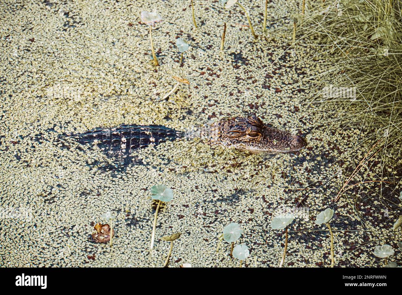 Alligator spielt Guck-Guck Stockfoto