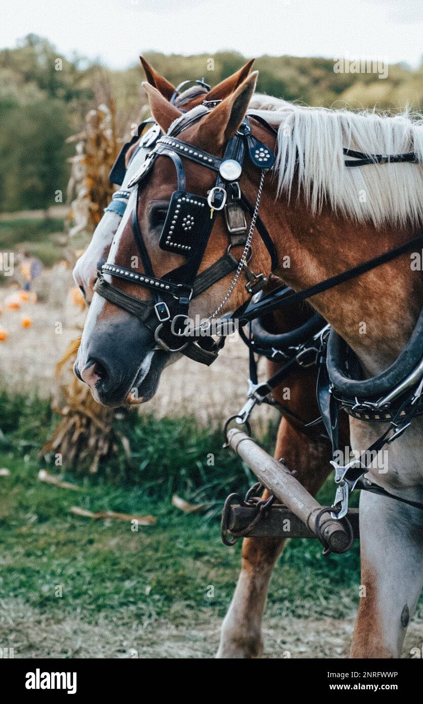 Arbeitende Pferde auf einem Bauernhof im Herbst Stockfoto