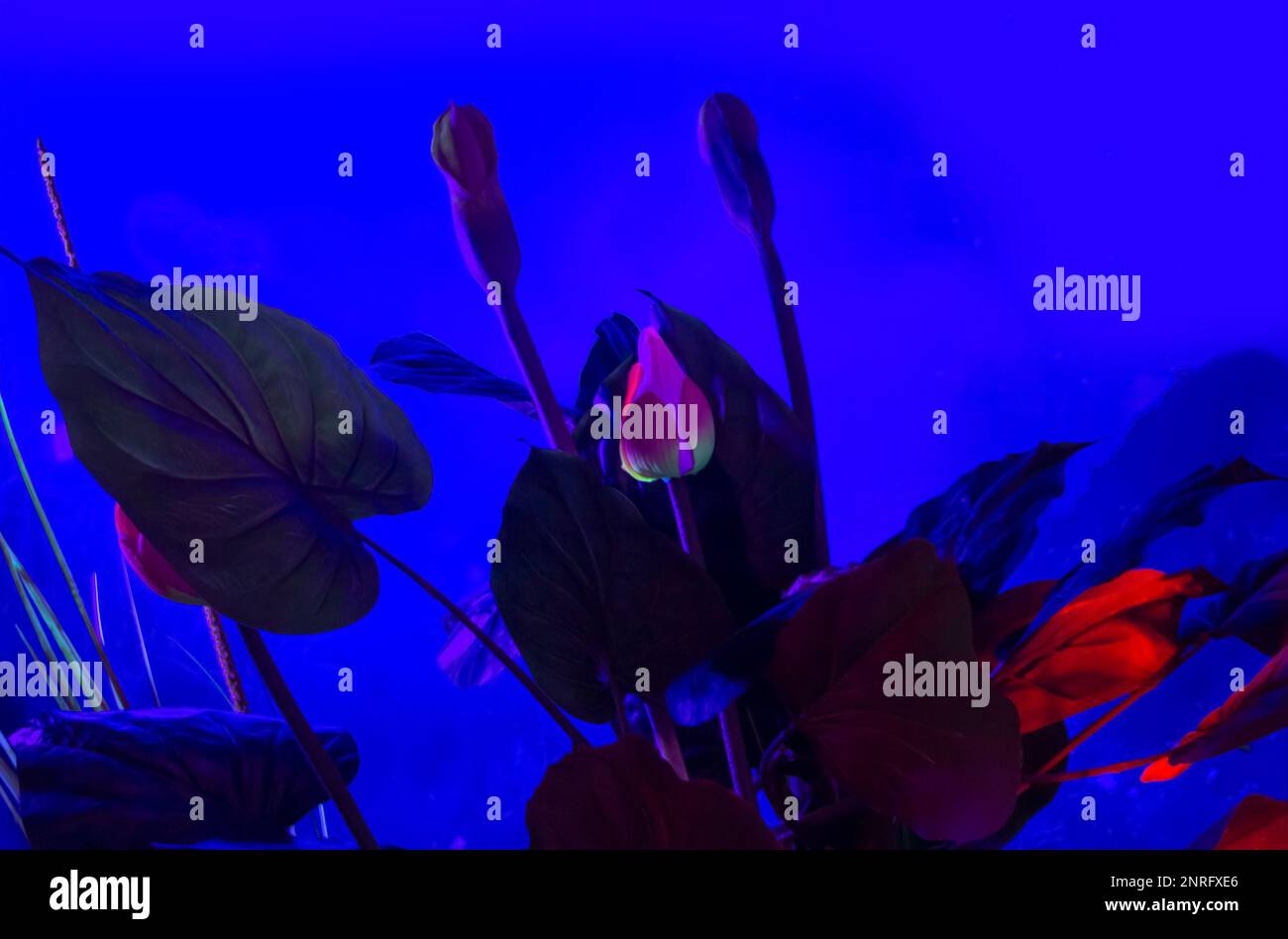 Beleuchtete seltsame Blume in dunkelblauer Atmosphäre Stockfoto