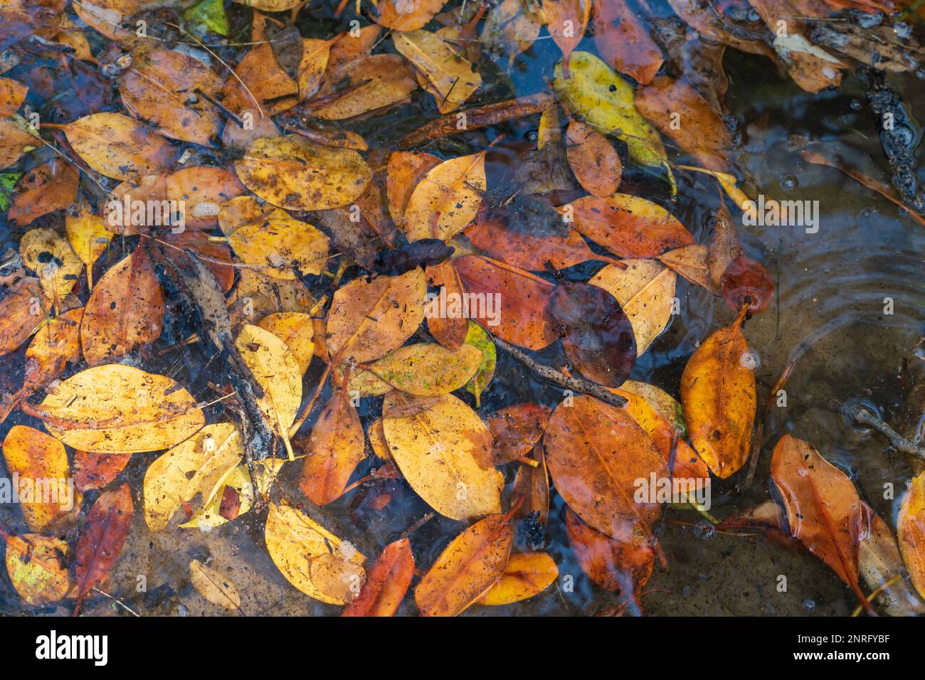 Gefallene Mangrovenblätter in Gelb- und Brauntönen, die auf der Flut schweben. Coochiemudlo Island, Queensland, Australien Stockfoto