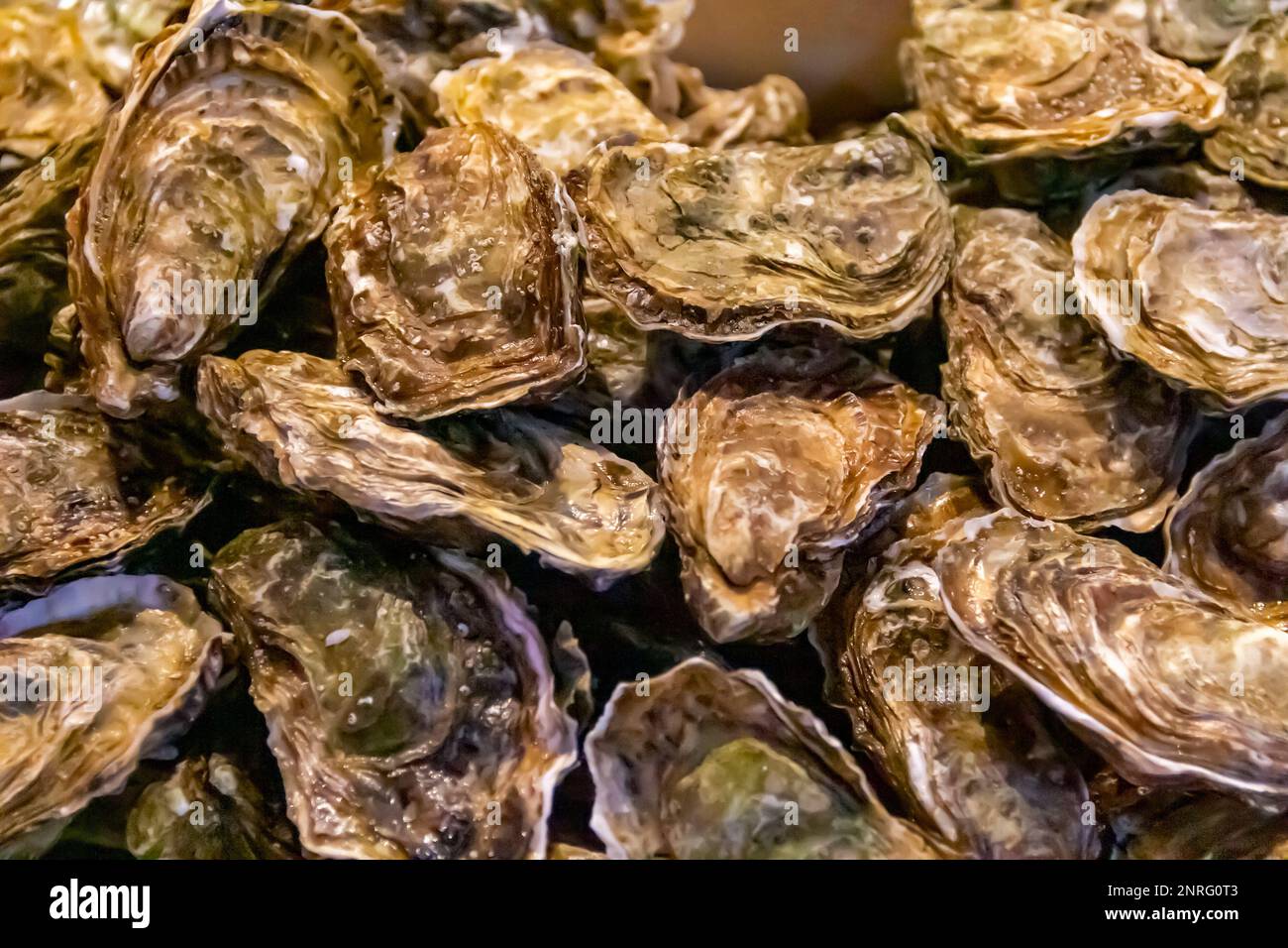 Vollformataufnahme mit vielen geschlossenen frischen Austern Stockfoto
