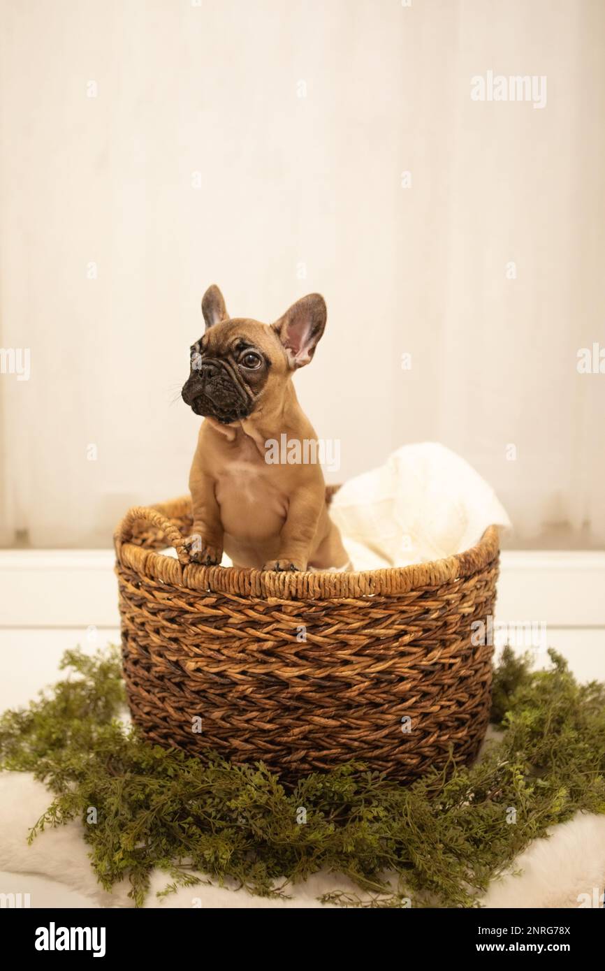 Puppy French Bulldog Fotoshooting mit süßer weißer Kulisse Stockfoto
