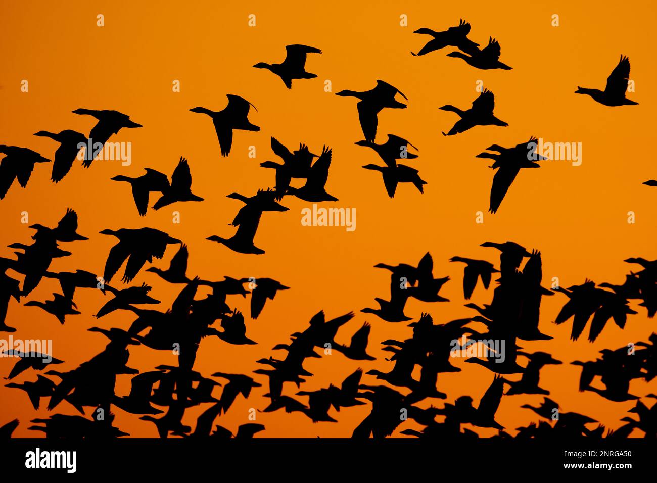 Eine Schar Schneegänse bei Sonnenaufgang Stockfoto