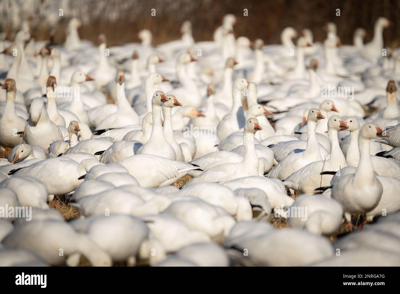 Eine Schar Schneegänse füttert Stockfoto