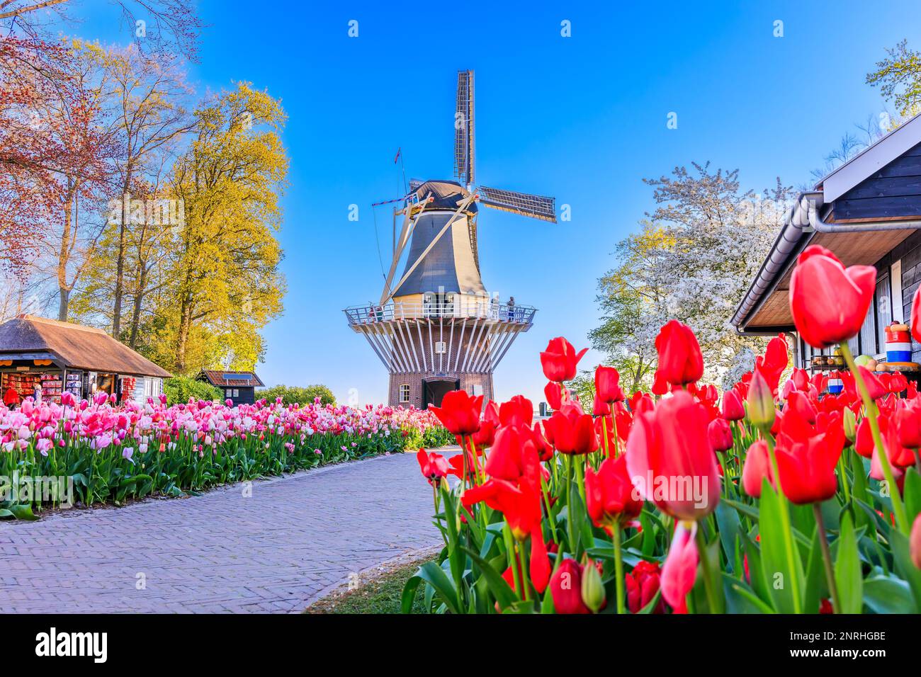 Blühende farbenfrohe Tulpen blühten im öffentlichen Blumengarten mit Windmühle. Lisse, Holland, Niederlande. Stockfoto
