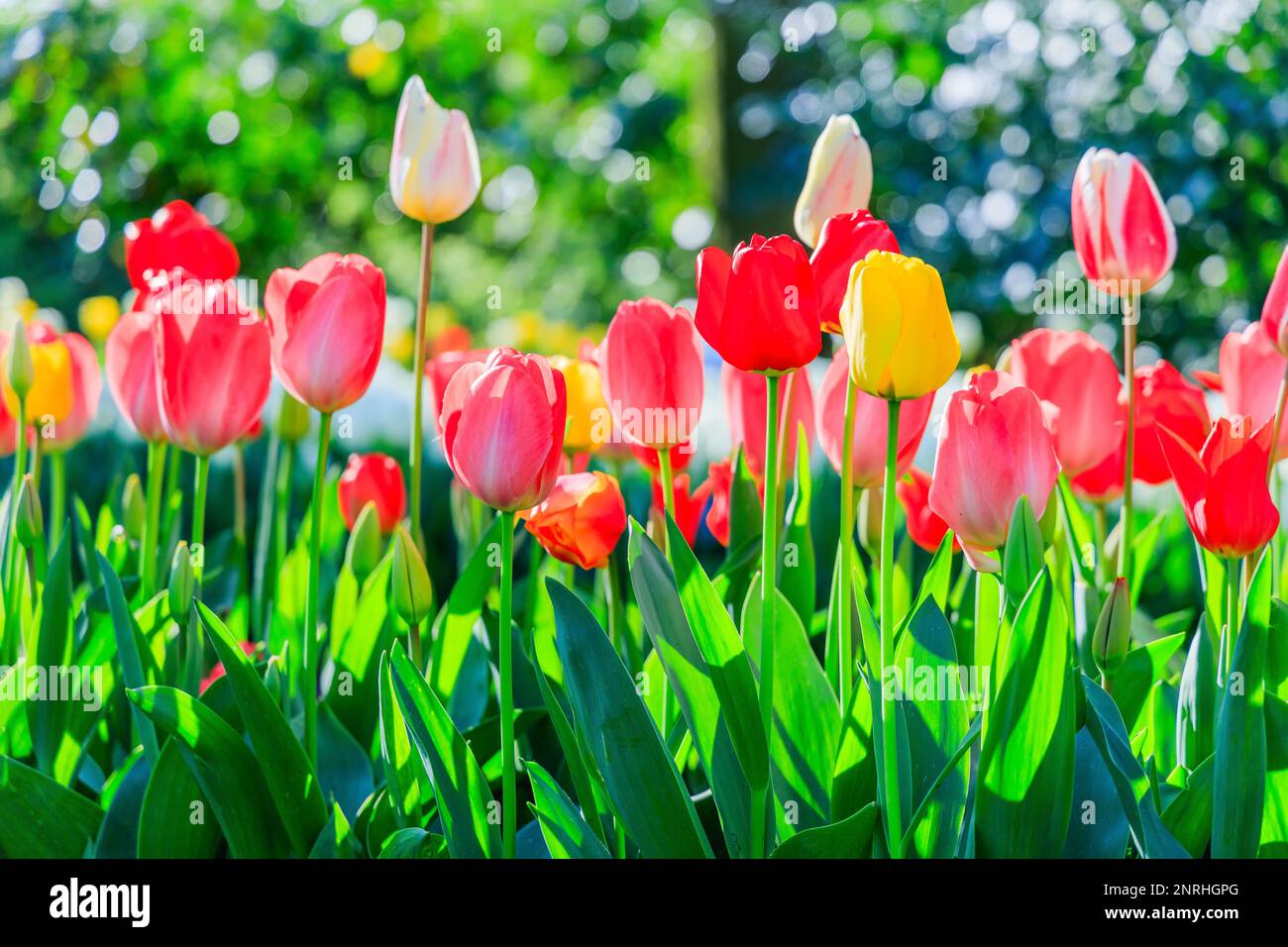 Blühende farbenfrohe Tulpen im öffentlichen Blumengarten. Lisse, Holland, Niederlande. Stockfoto