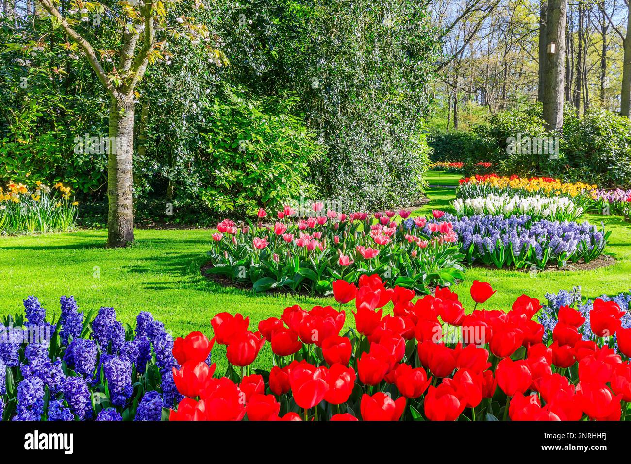 Blühende farbenfrohe Tulpen im öffentlichen Blumengarten. Lisse, Holland, Niederlande. Stockfoto