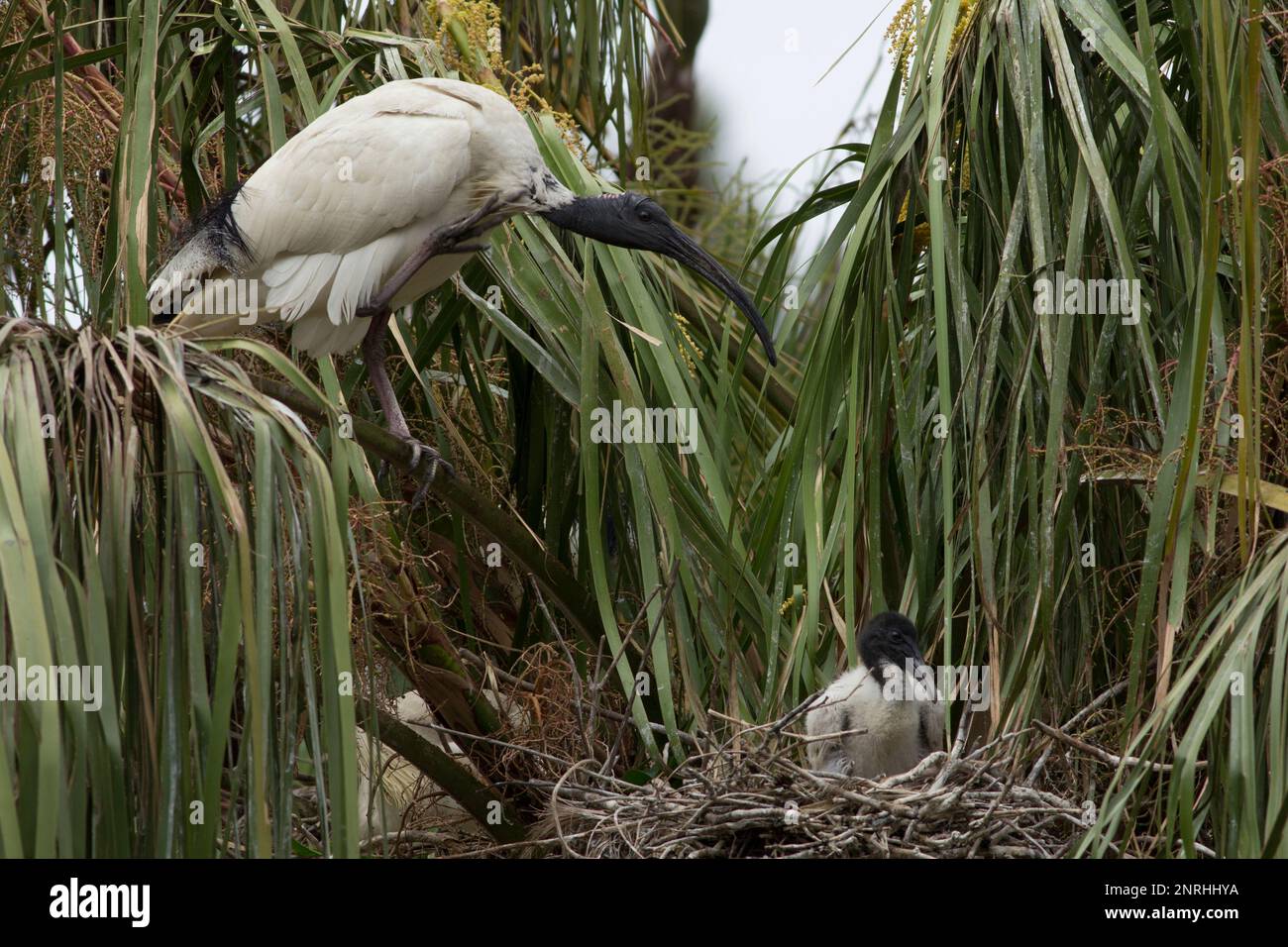 Australian White Ibis in seinem Nest in einer Palme, die sich um ein einzelnes Küken kümmert. Stockfoto