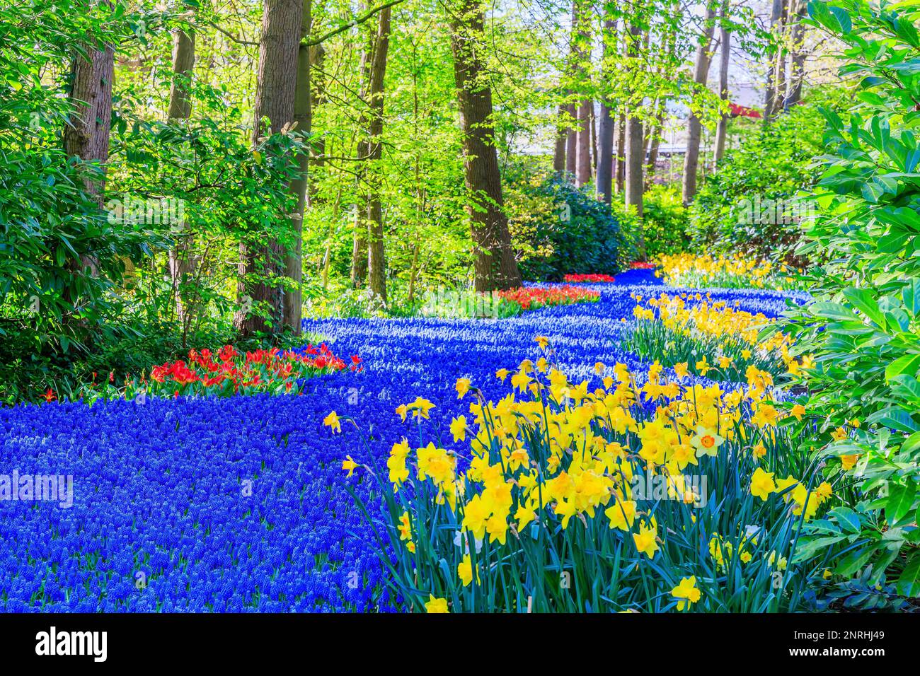 Blühendes farbenfrohes Blumenbeet im öffentlichen Blumengarten. Lisse, Holland, Niederlande. Stockfoto