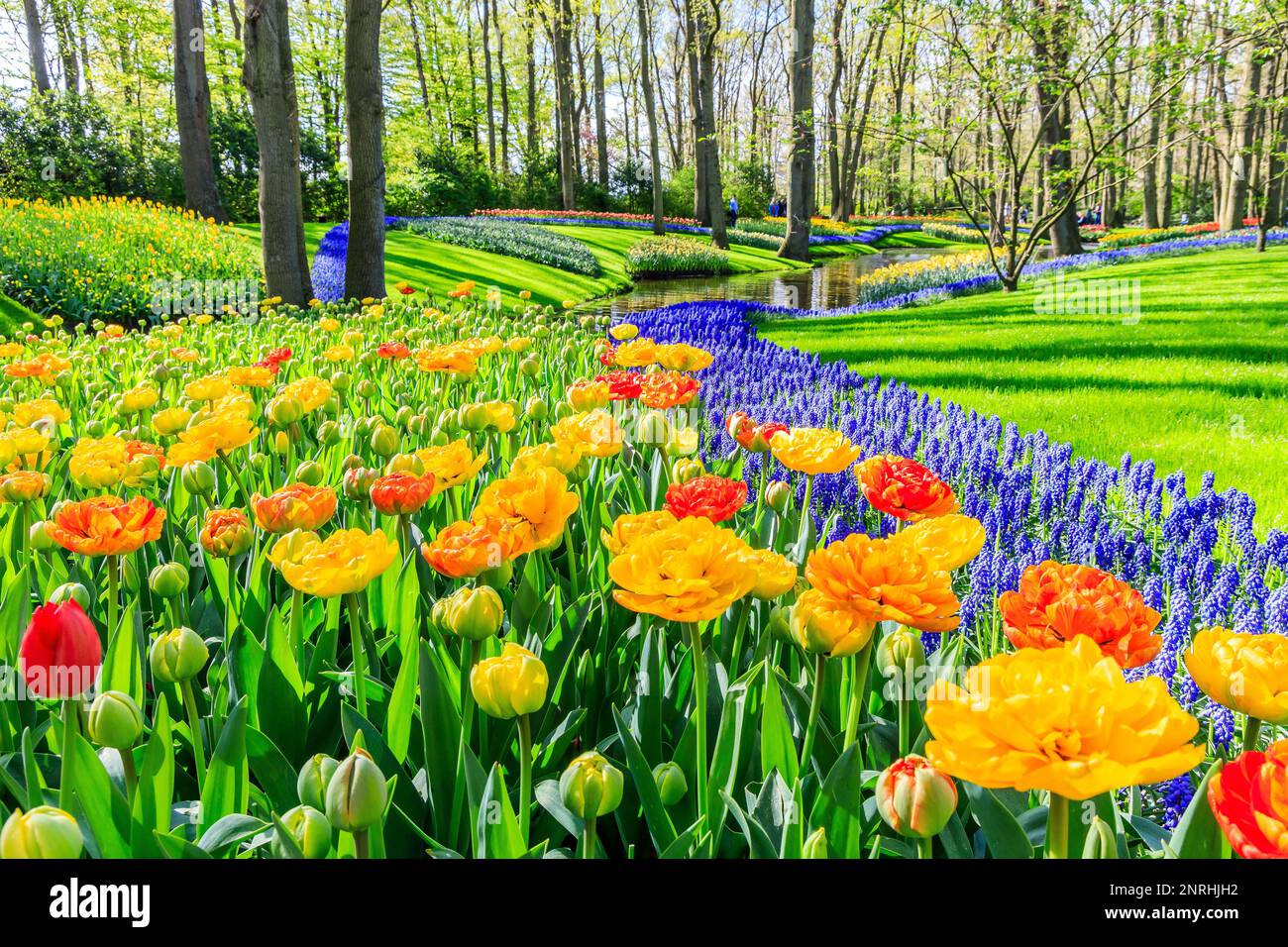 Blühende farbenfrohe Tulpen blühten im öffentlichen Blumengarten. Lisse, Holland, Niederlande. Stockfoto