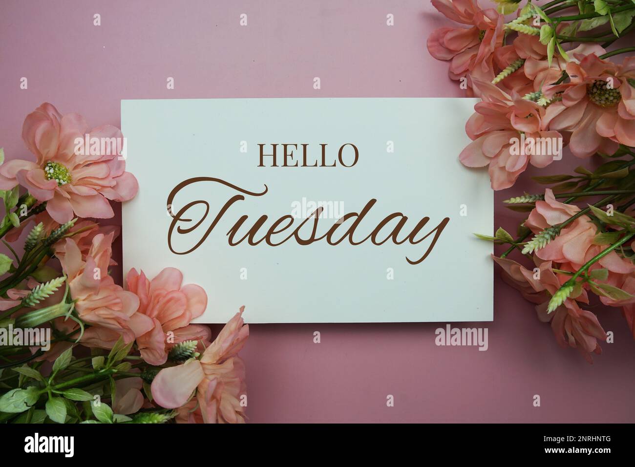 Hallo Dienstag Typografie Text mit Blumen auf pinkfarbenem Hintergrund Stockfoto