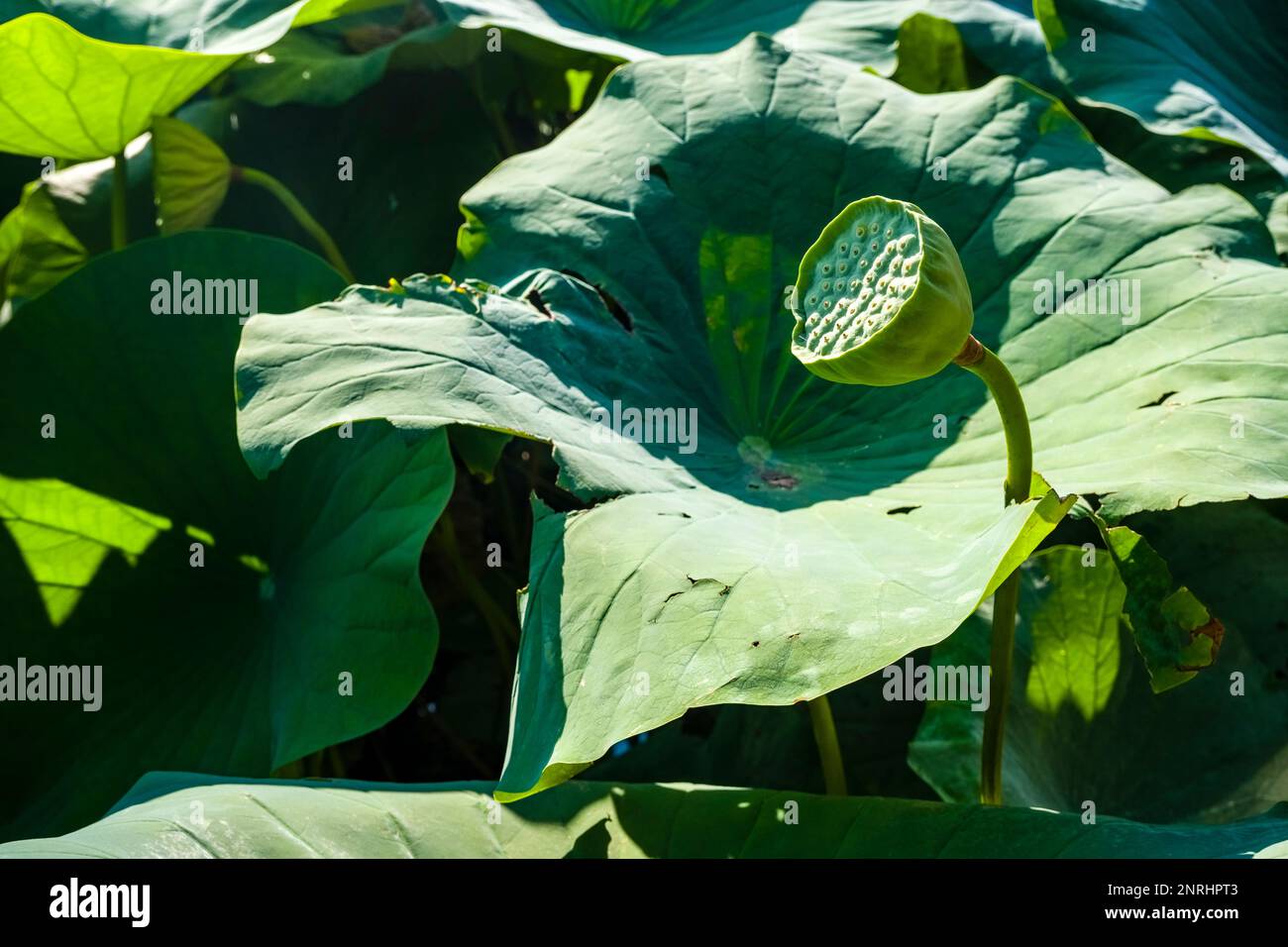 Blätter und Samenschote eines indischen Lotus (Nelumbo nucifera) in den Gärten der Burg Trauttmansdorff. Stockfoto