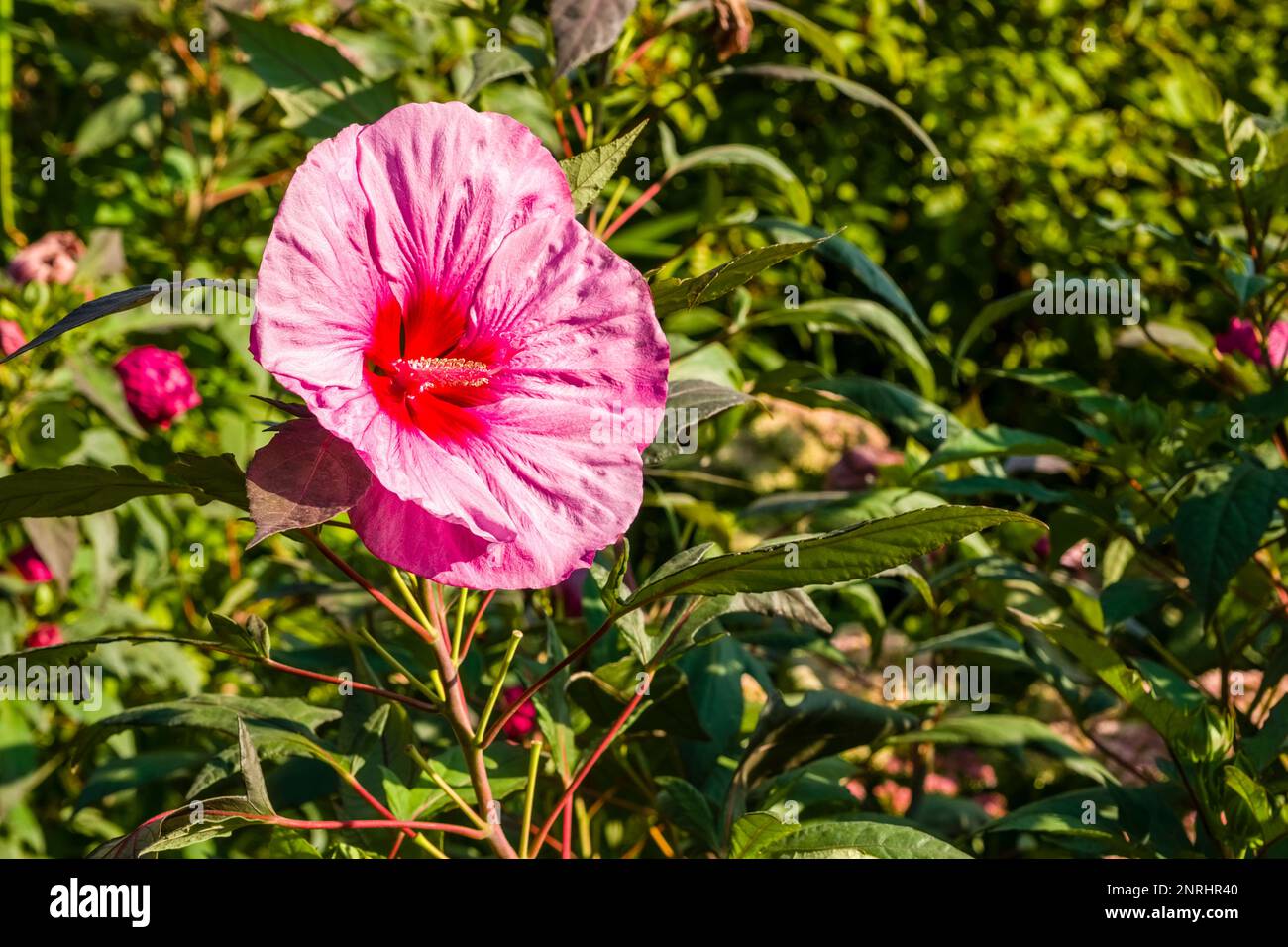 Rote Hibiskusblüten (Hibiscus rosa-sinensis) blühen in den Gärten der Burg Trauttmansdorff. Stockfoto
