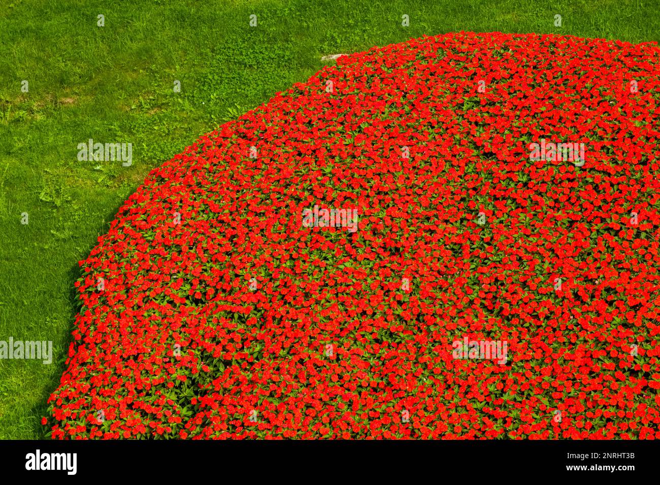 Ein großer Fleck roter Blumen blüht in den Gärten von Schloss Trautmansdorff. Stockfoto