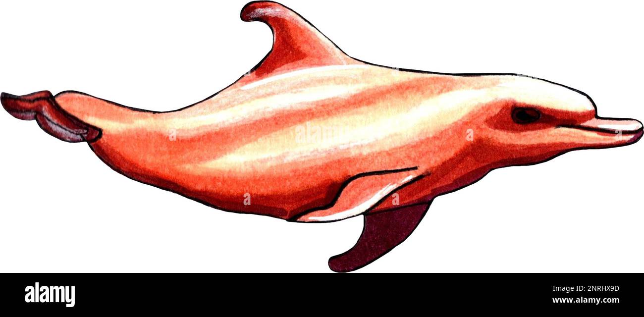 Delfinbraun-orange. JPEG-Darstellung von Meerestieren. Stockfoto