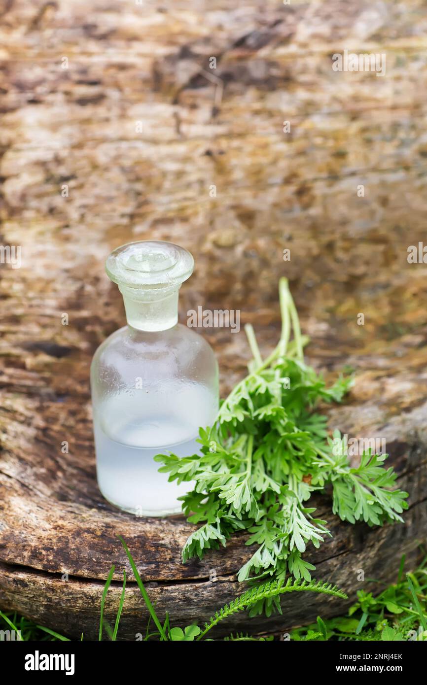 Artemisia absinthium, Wermut, Absinth-Wermut, Wermut, Wormod in der Nähe einer Apothekenflasche mit einer Tinktur zur Herstellung von Stockfoto