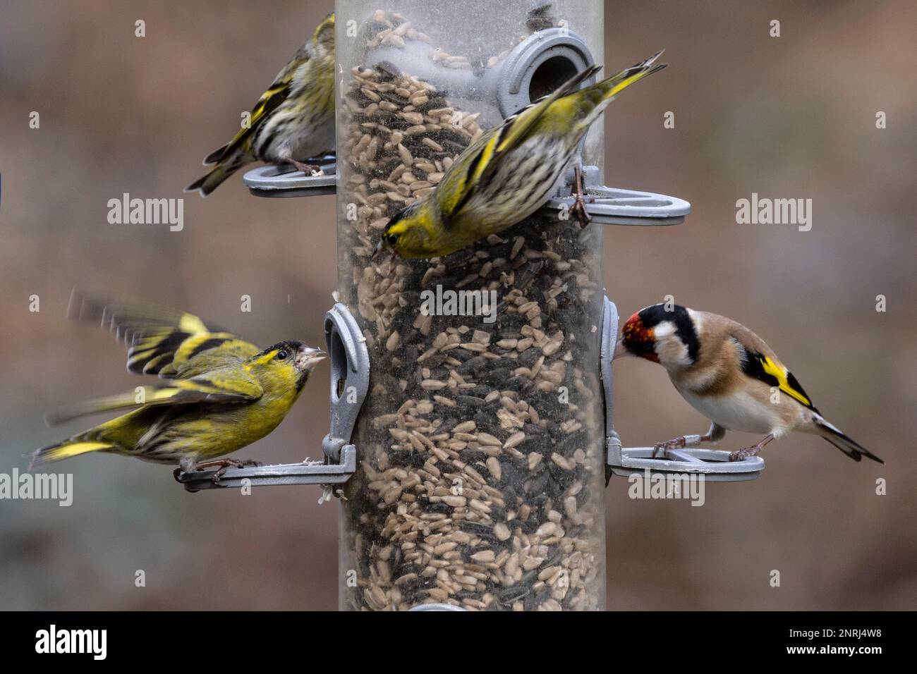 Goldfinken und Grünfinken kämpfen auf einer Vogelzucht um Nahrung Stockfoto