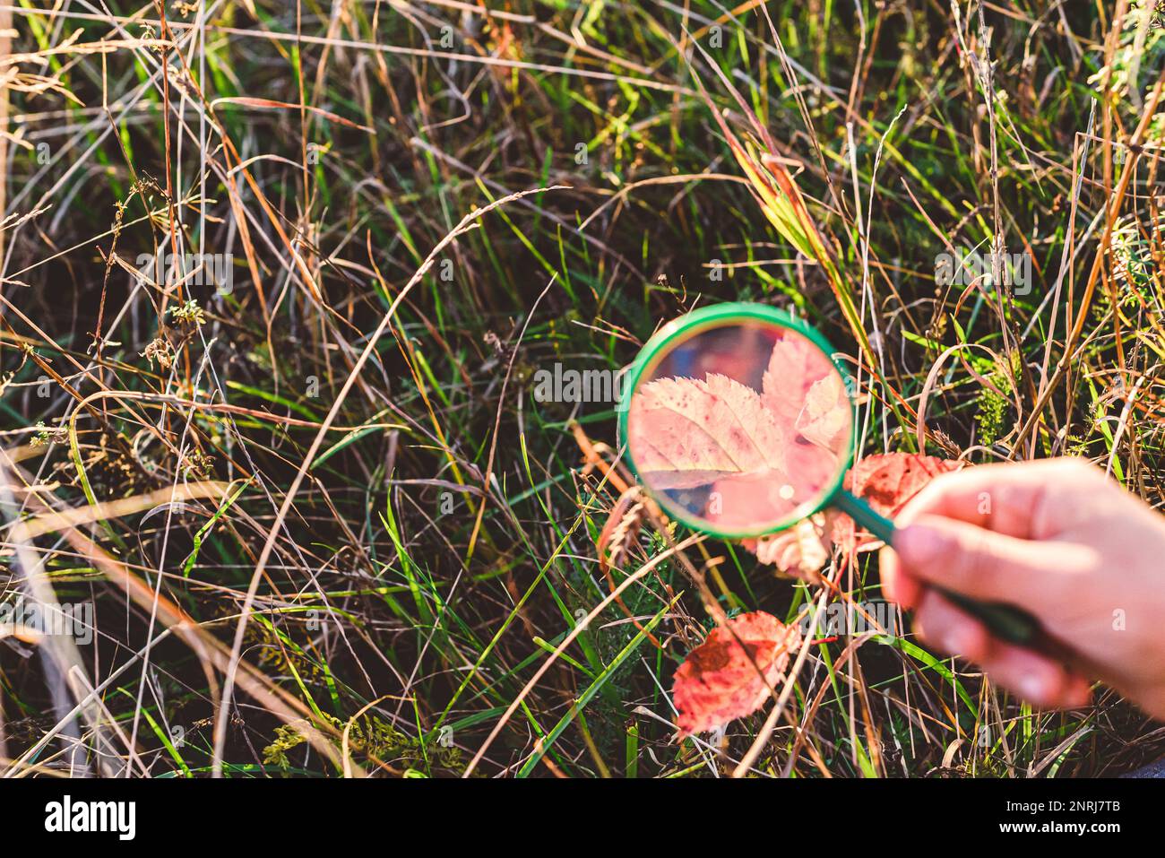 Ein junger Naturforscher, der durch eine Lupe auf Pflanzen und Gras schaut Stockfoto