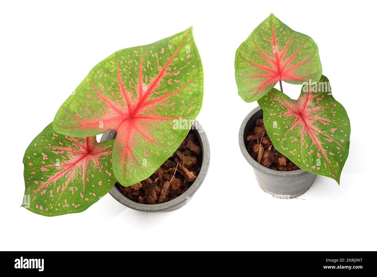 Caladiums bicolor Pflanze isoliert auf weißem Hintergrund Stockfoto