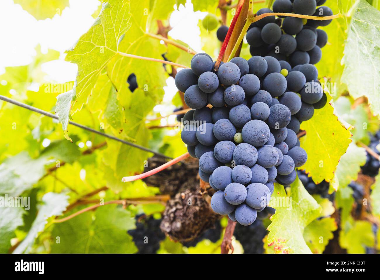 Yarra Valley Grape Vines in Australien Stockfoto