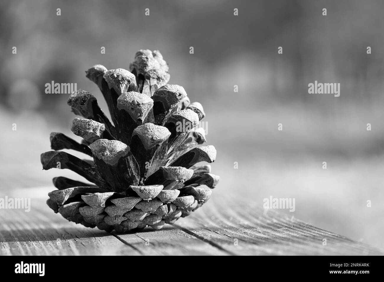 Kiefernzapfen auf einer Bank im Park. Dekoration aus der Natur. Detailaufnahme im Herbst. Naturprodukt Stockfoto