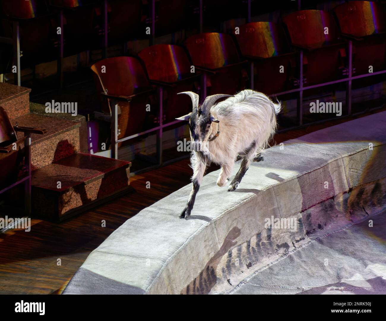 Das Bild einer Ziege mit Hörnern in der Zirkusarena verläuft im Kreis Stockfoto