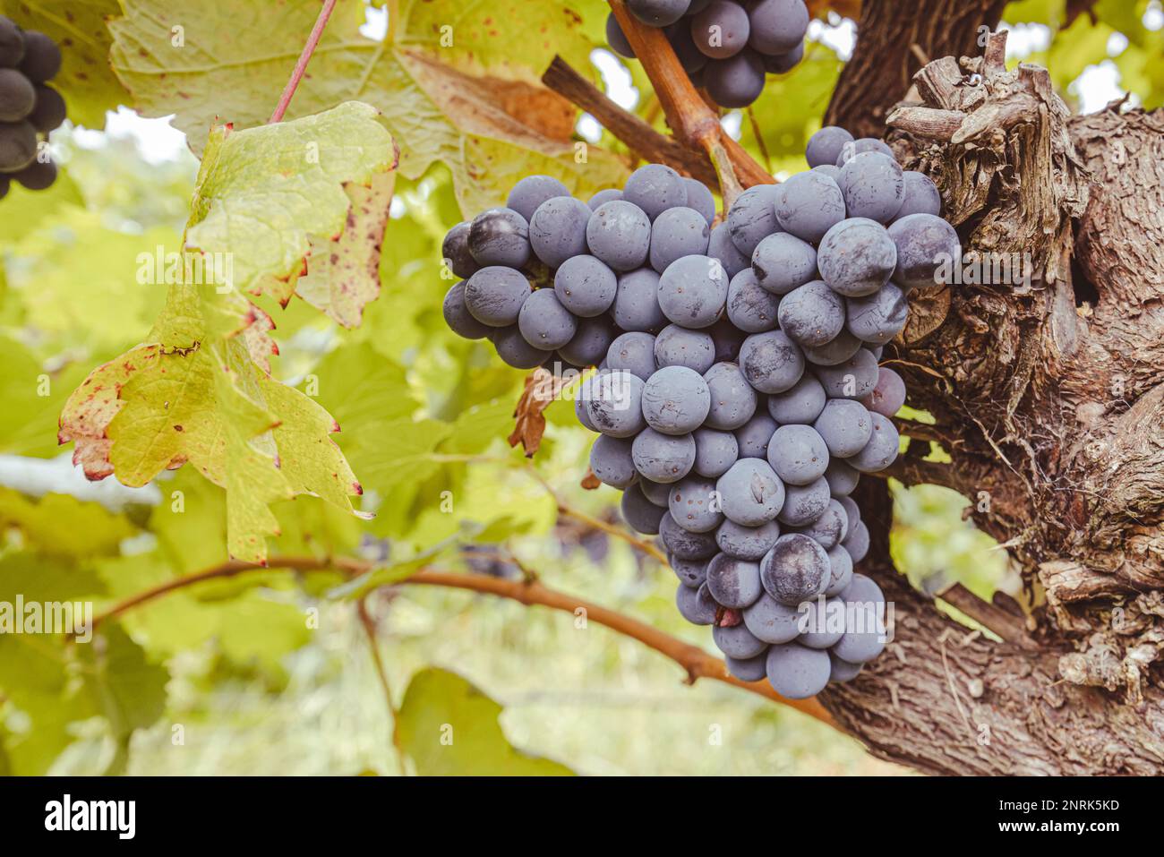 Yarra Valley Grape Vines in Australien Stockfoto