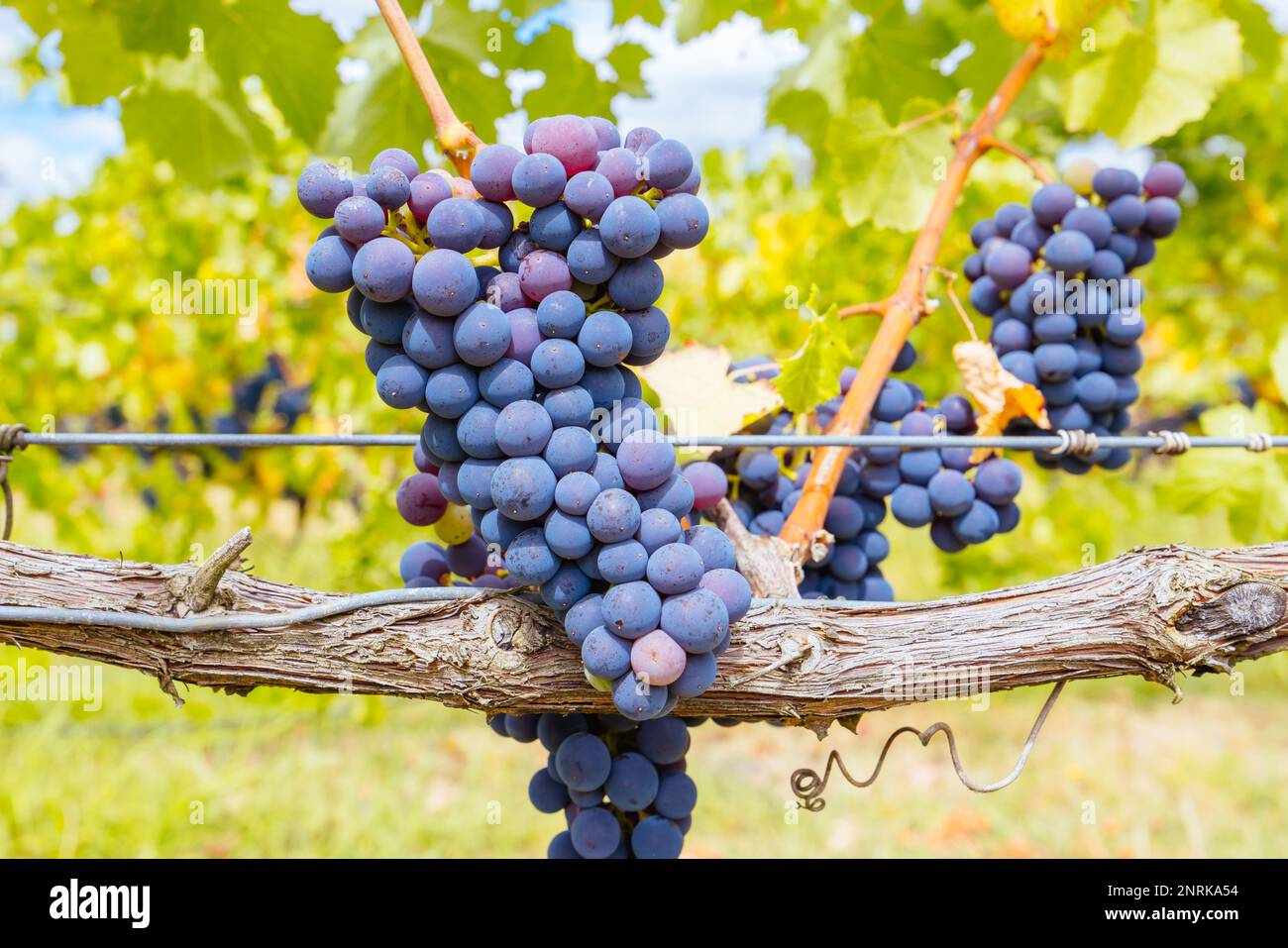 Yarra Valley Grape Vines in Australien Stockfoto