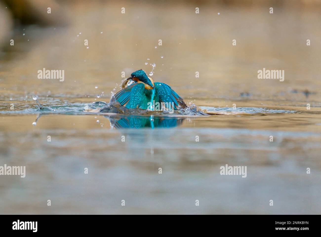 Erwachsener männlicher Kingfisher (Alcedo atthis), der mit seinem Fang aus dem See kommt, Stamford Lincolnshire UK. Januar 2023 Stockfoto