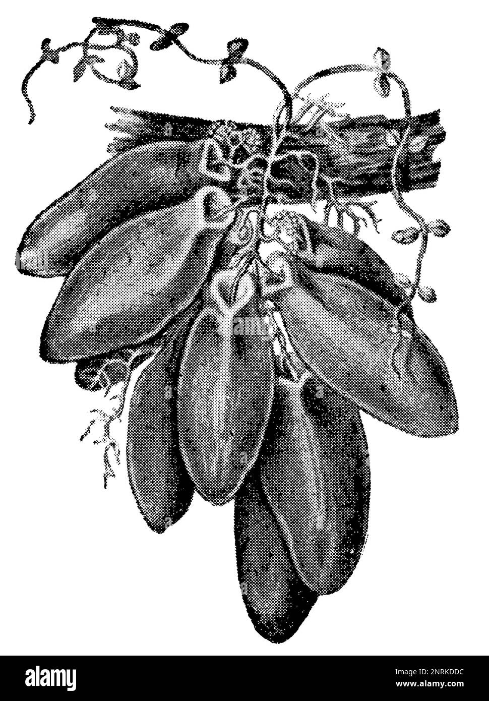 Eine tropische Pflanze Dischidia Major. Veröffentlichung des Buches "Meyers Konversations-Lexikon", Band 2, Leipzig, 1910 Stockfoto
