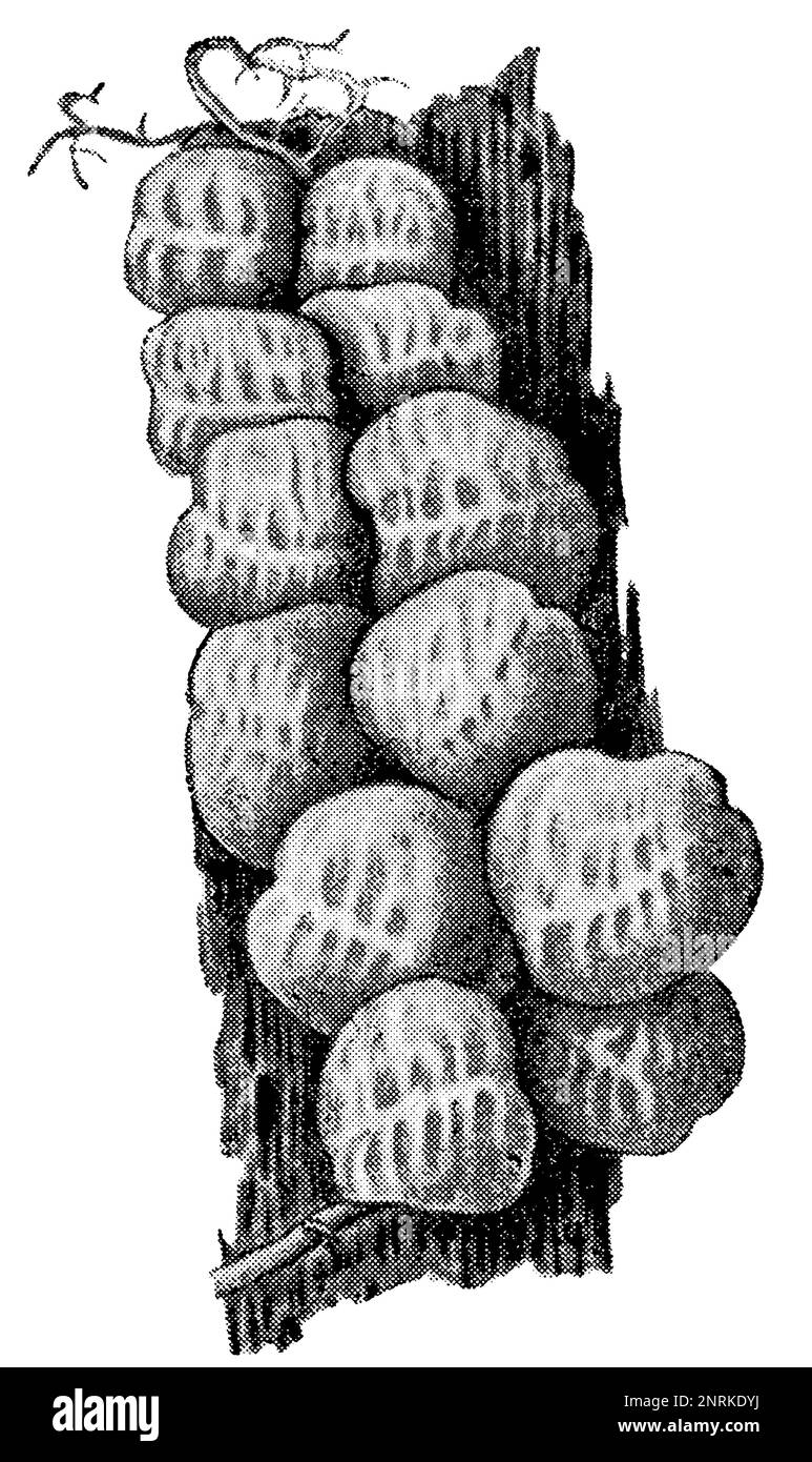 Eine tropische Pflanze Dischidia imbricata. Veröffentlichung des Buches "Meyers Konversations-Lexikon", Band 2, Leipzig, 1910 Stockfoto