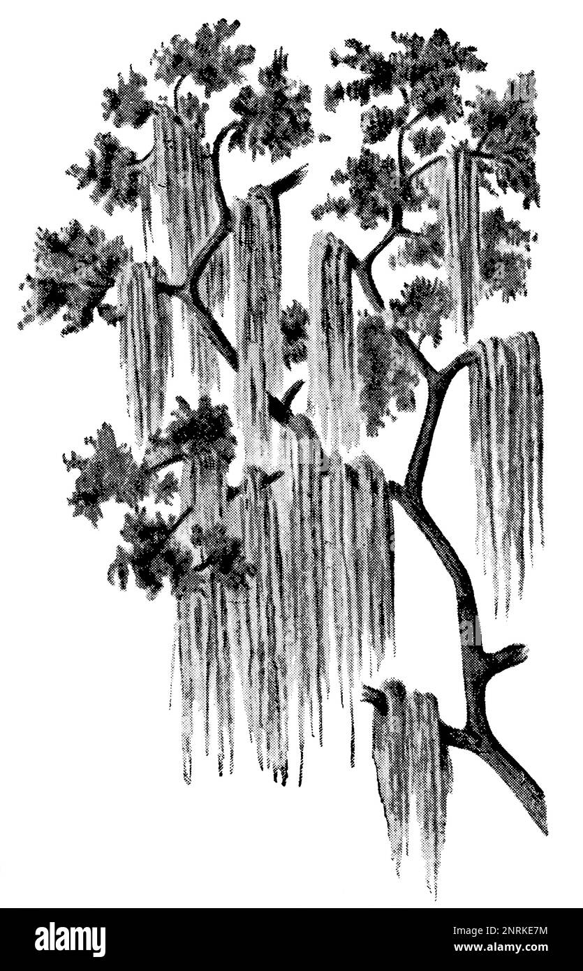 Eine tropische Pflanze Spanisches Moos (Tillandsia usneoides). Veröffentlichung des Buches "Meyers Konversations-Lexikon", Band 2, Leipzig, 1910 Stockfoto