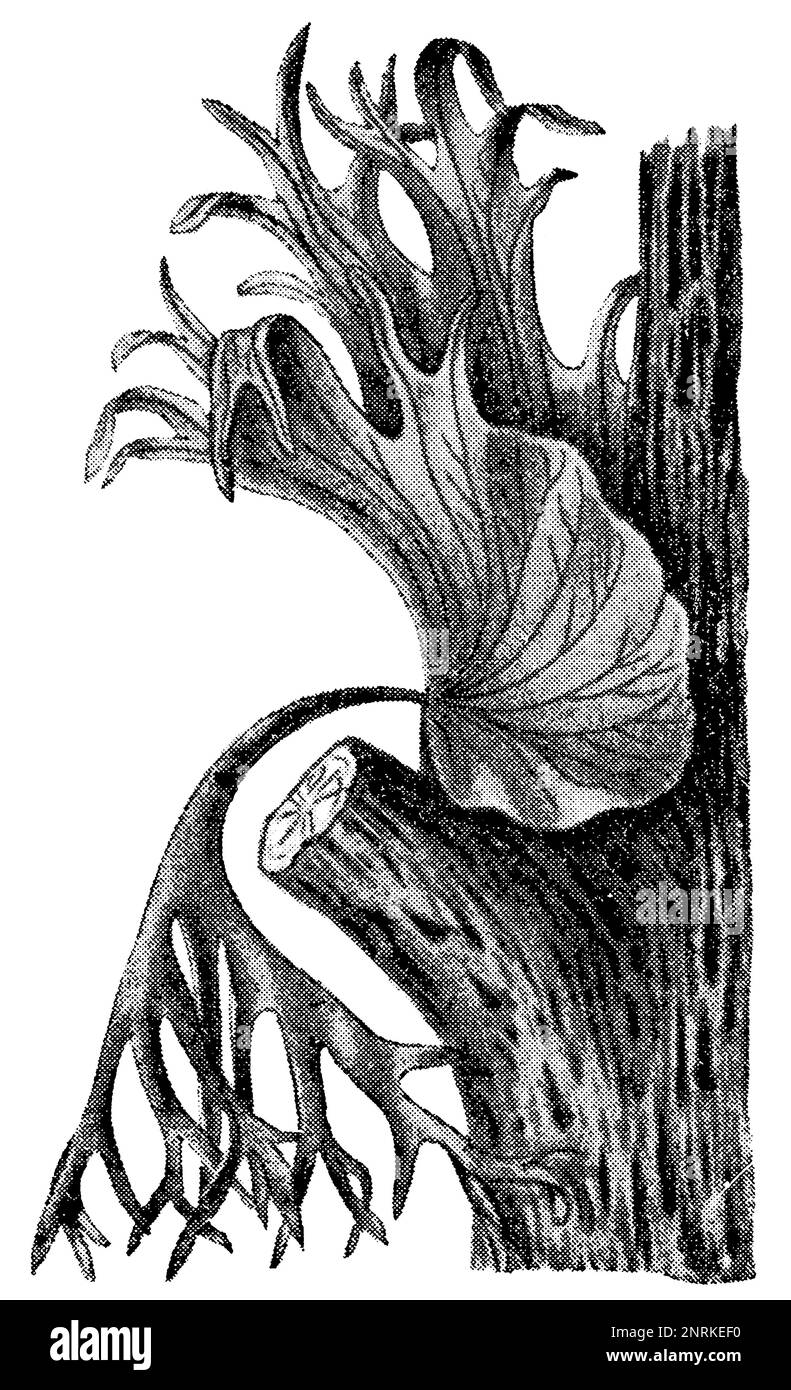 Eine tropische Pflanze Platycerium grande. Veröffentlichung des Buches "Meyers Konversations-Lexikon", Band 2, Leipzig, 1910 Stockfoto