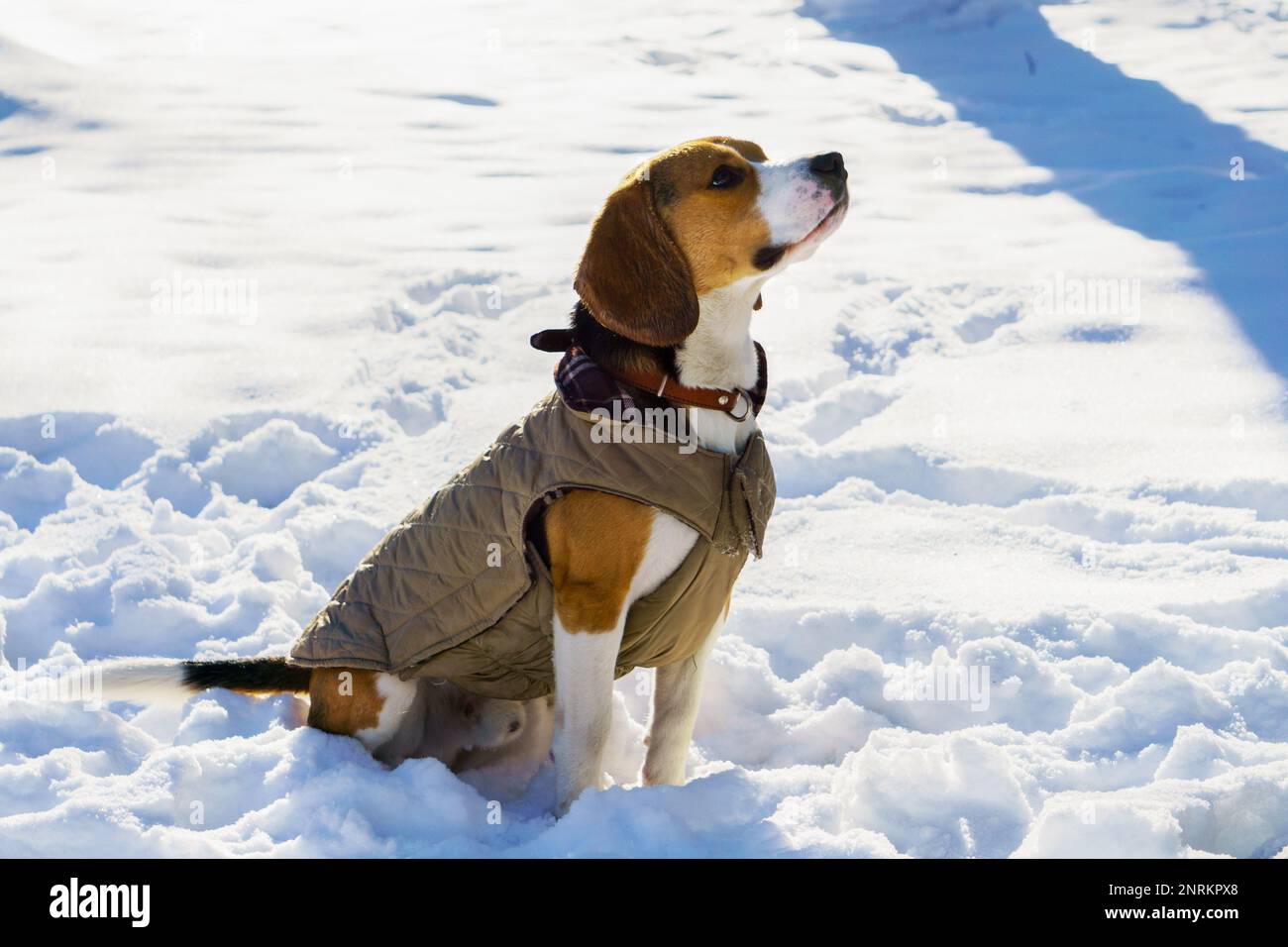 Niedlicher, reinrassiger Beagle Welpe mit pastellfarbener, warmer Karomuster-Jacke im Schnee. Winter in Park Natur Outdoor. Haustierpflegekonzept. Kopie SPA Stockfoto