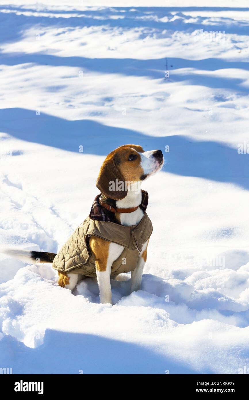 Niedlicher, reinrassiger Beagle Welpe mit pastellfarbener, warmer Karomuster-Jacke im Schnee. Winter in Park Natur Outdoor. Haustierpflegekonzept. Kopie SPA Stockfoto