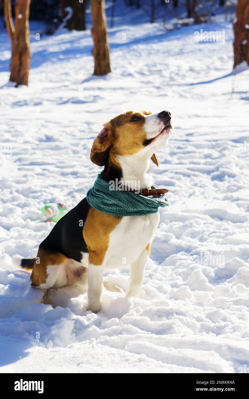 Niedlicher, reinrassiger Beagle Welpe mit grünem Fusel oder Schal, der auf dem Schnee sitzt. Winter in Park Natur Outdoor. Haustierpflegekonzept. Kopierbereich zurück Stockfoto