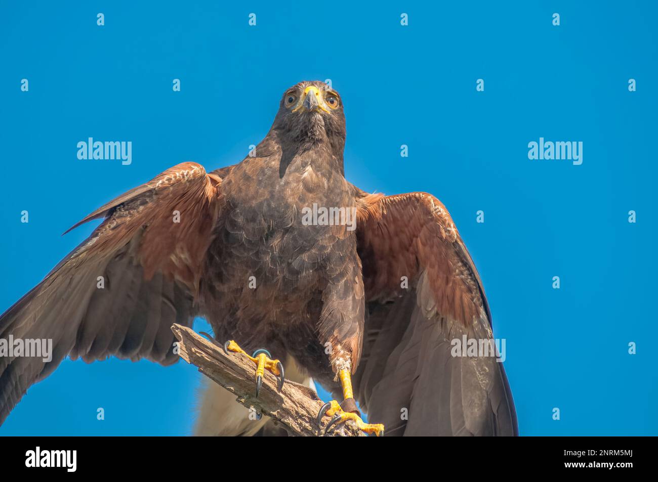 Harris’s Hawk oder Harris Hawk (Parabuteo unicinctus) saß auf einem Ast Stockfoto