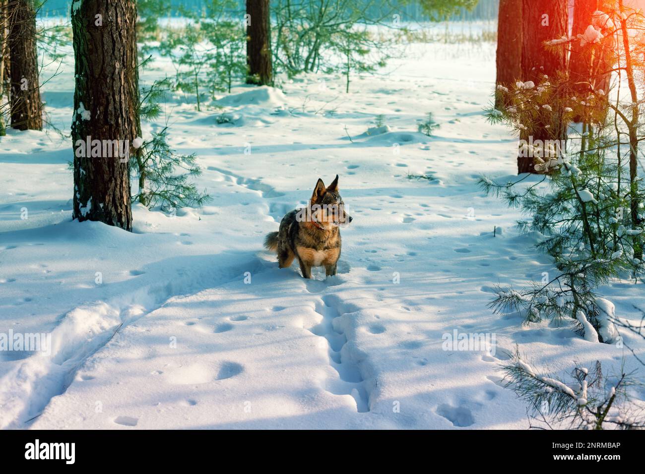 Winterschneewald. Hundegang im Winterwald Stockfoto
