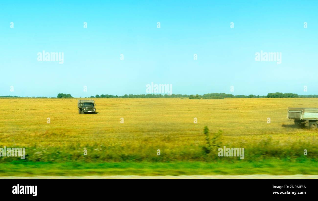 Eine Erntemaschine erntet im Herbst auf einem Feld in Russland auf dem Rücksitz eines Lkws. Stockfoto