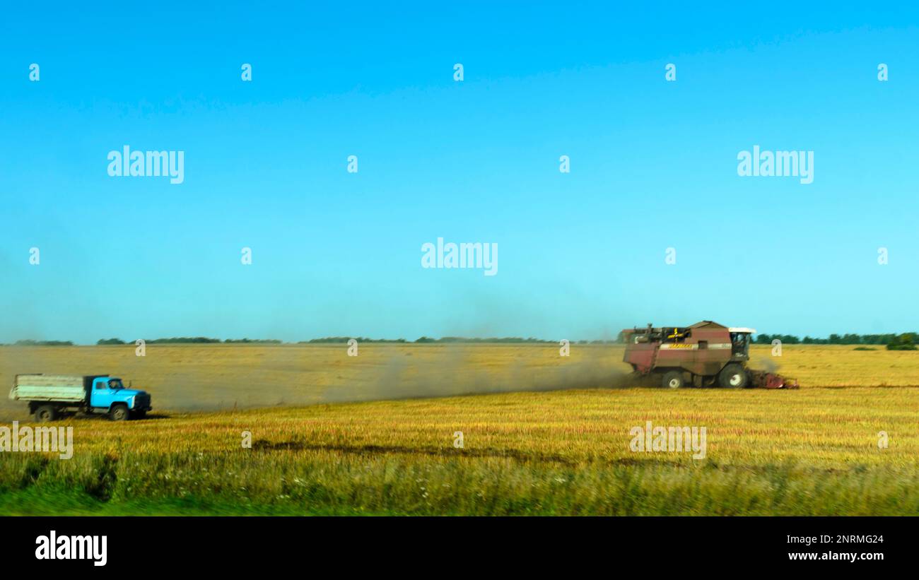 Eine Erntemaschine erntet im Herbst auf einem Feld in Russland auf dem Rücksitz eines Lkws. Stockfoto