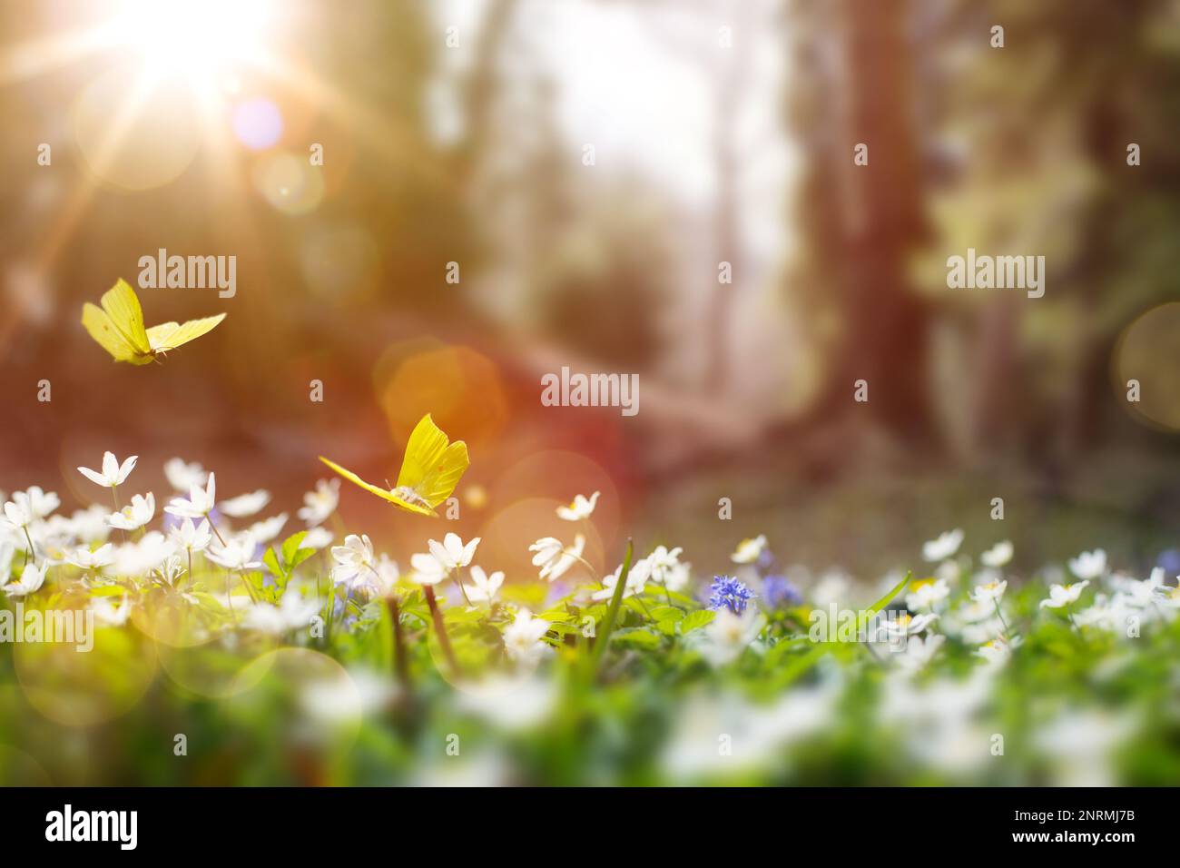 Waldlichter mit vielen weißen Frühlingsblumen und Schmetterlingen an einem sonnigen Tag Stockfoto