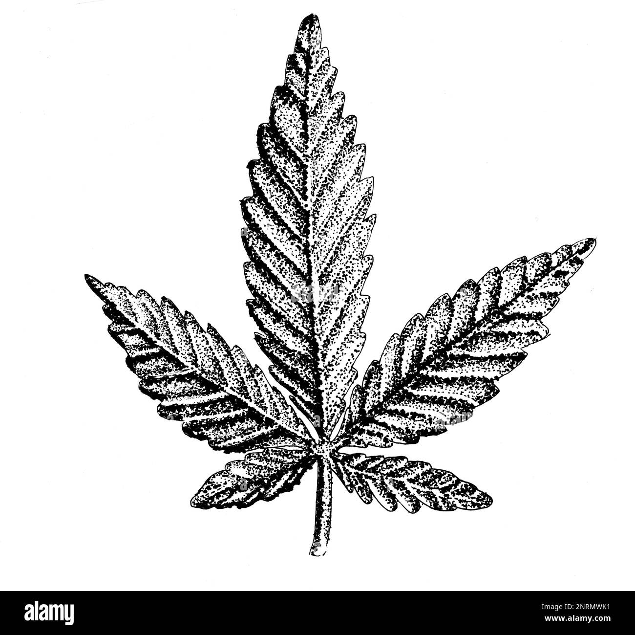 Hochauflösendes jpeg von handgezeichneten Cannabisblättern-Gravuren in Tinte. Stockfoto