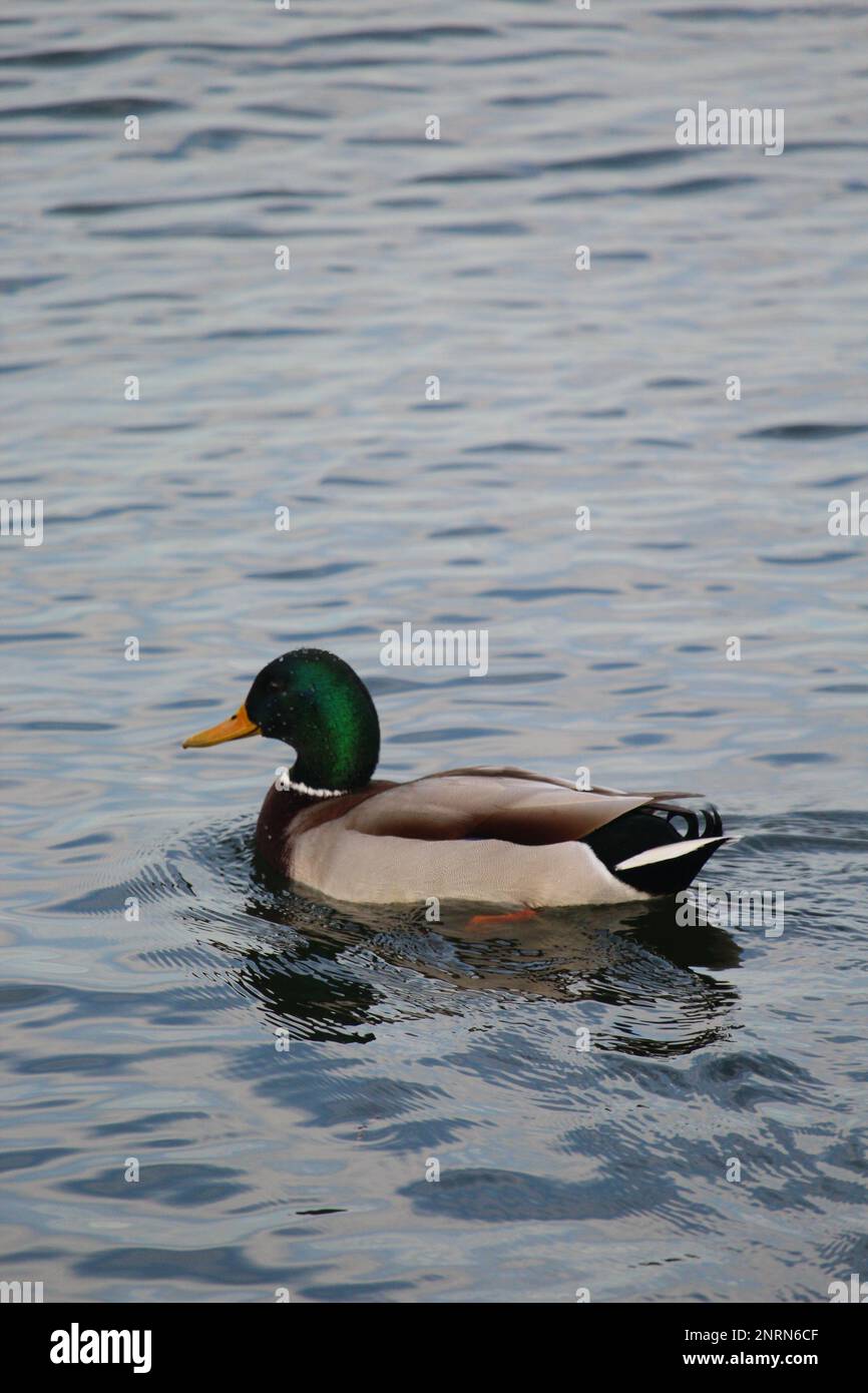 Ente auf dem See Stockfoto