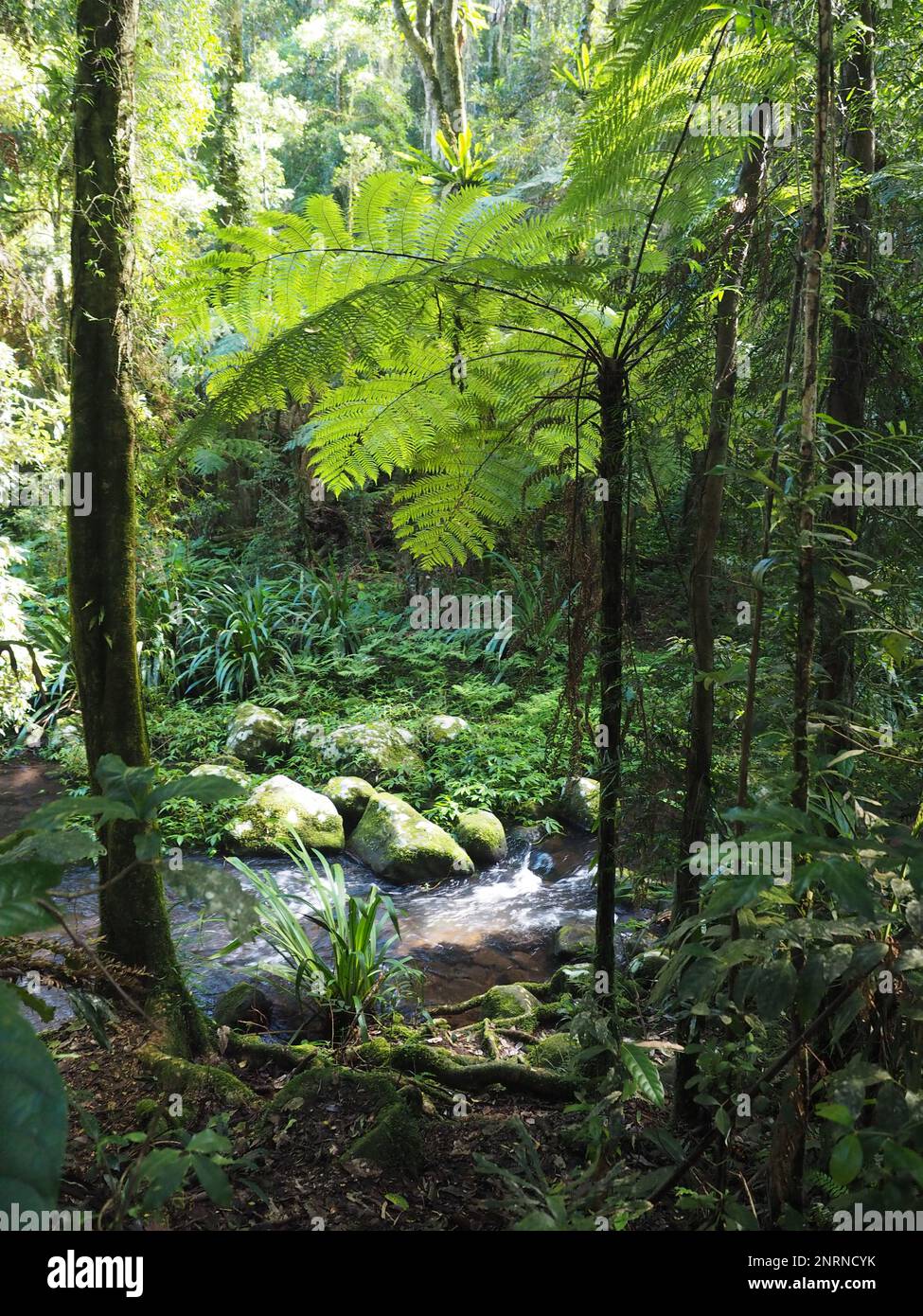 Der Crreek Wanderweg führt durch den alten Gondwana Regenwald im Border Ranges National Park, New South Wales, Australien Stockfoto