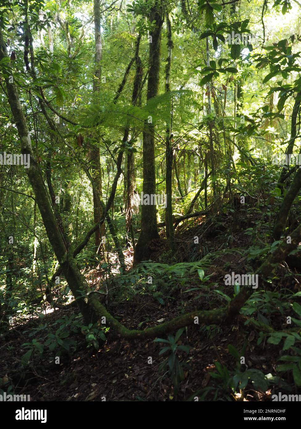 Der Crreek Wanderweg führt durch den alten Gondwana Regenwald im Border Ranges National Park, New South Wales, Australien Stockfoto