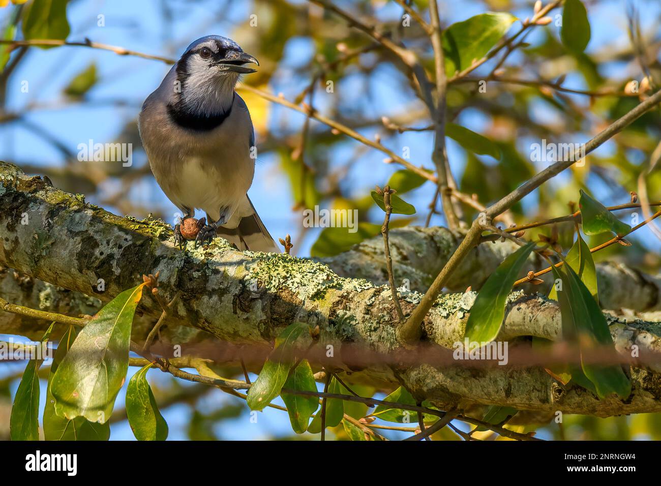 Blauer Jay auf einem Ast eines Baumes, der mit seinen Füßen an einer Eichel hängt Stockfoto