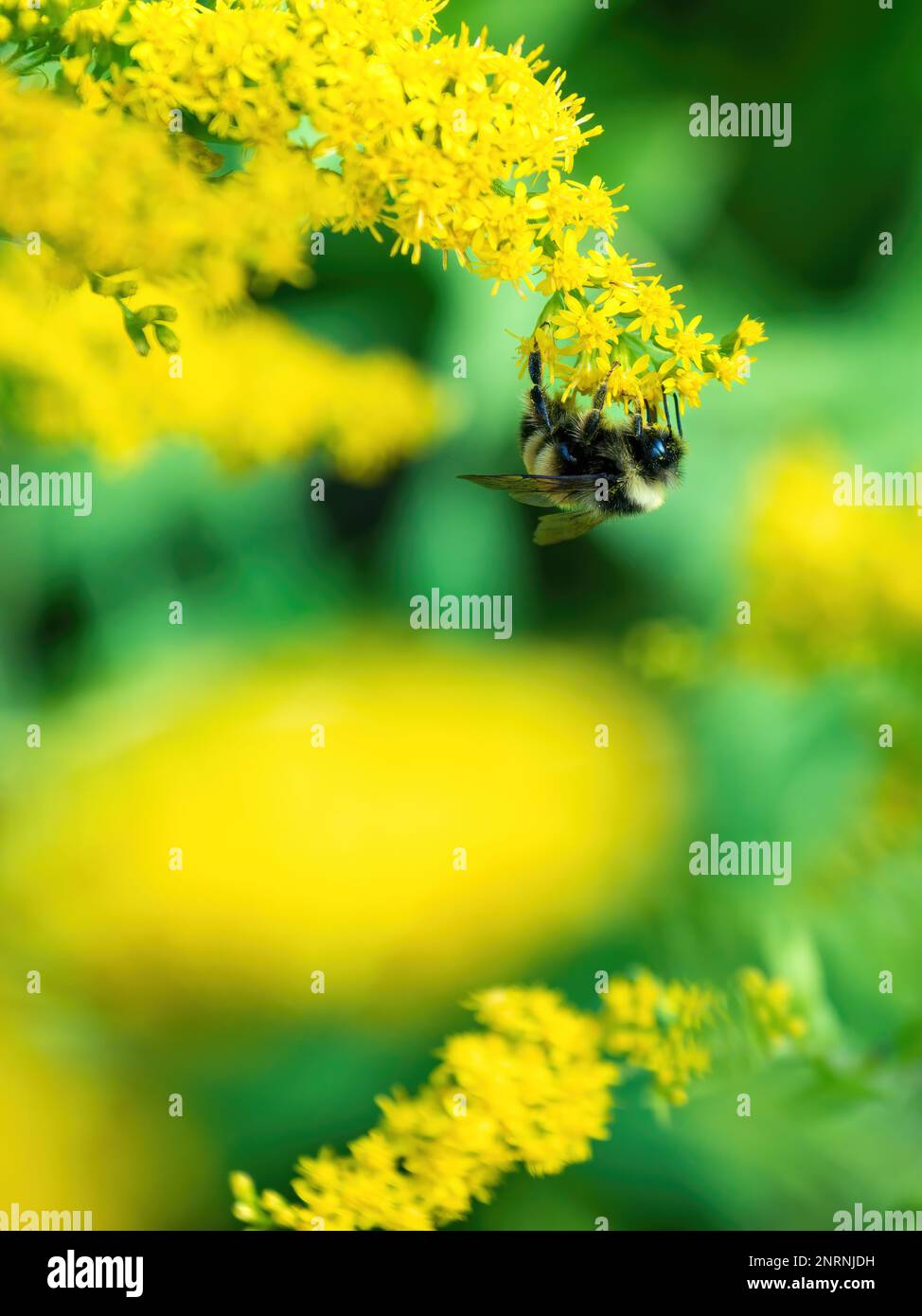 Hummeln (Bombus) auf einer gelben Blume, vor einem grünen Hintergrund Stockfoto