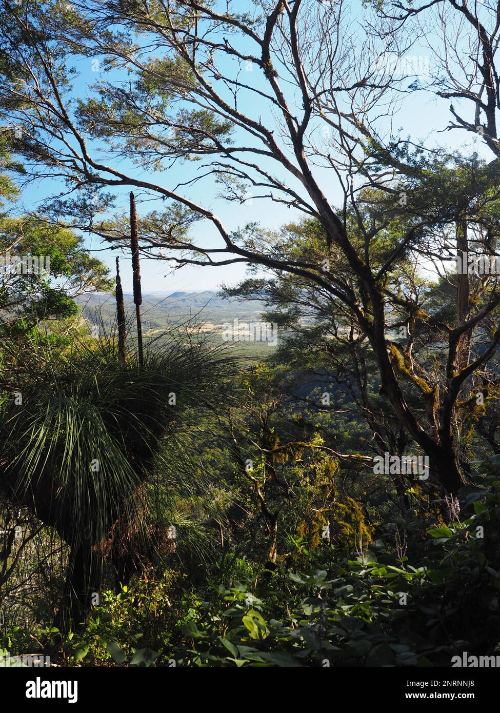 Grasbaum im Regenwald im Main Range National Park, Queensland, Australien Stockfoto