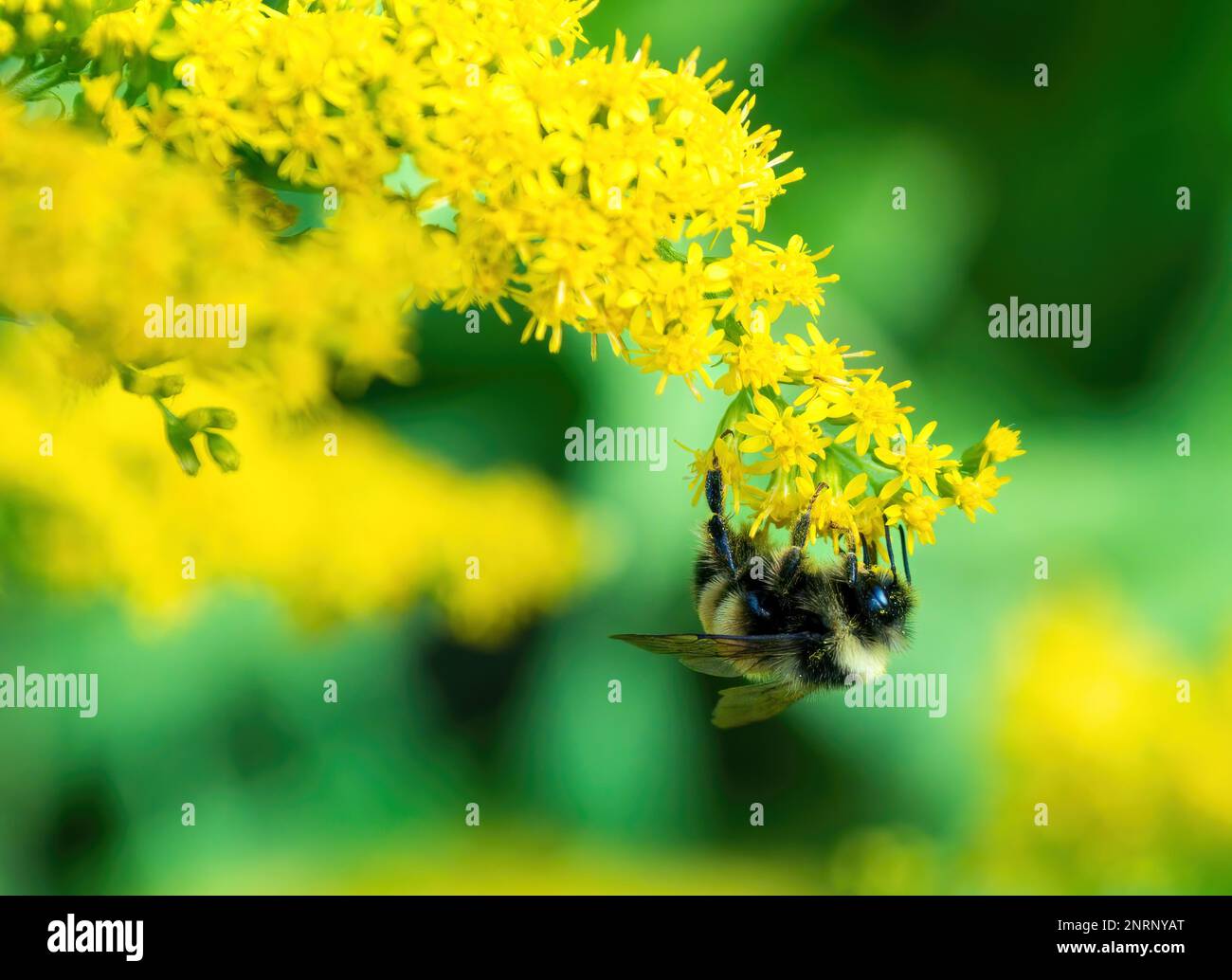 Hummeln (Bombus) auf einer gelben Blume, vor einem grünen Hintergrund Stockfoto