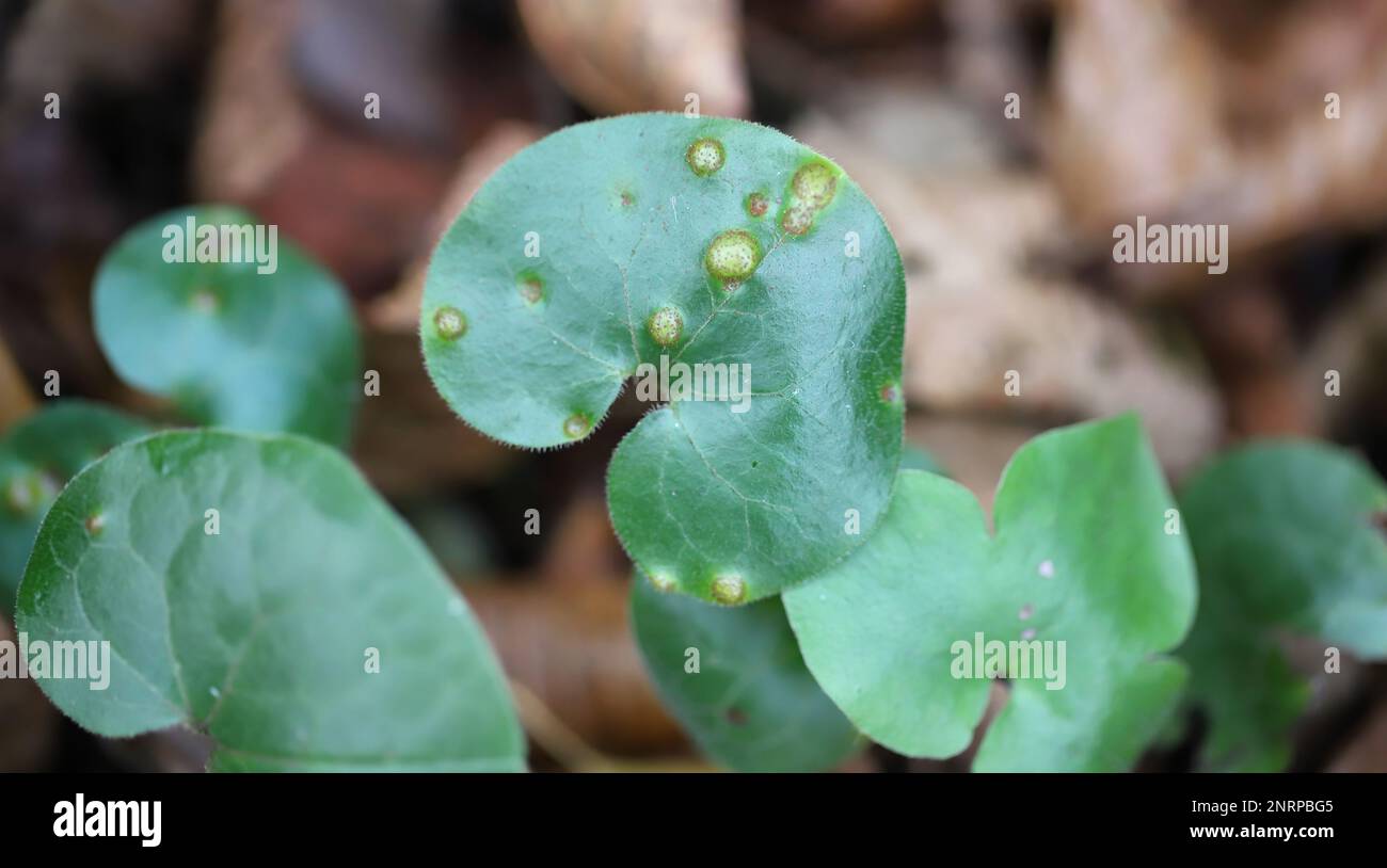 Blatt von Asarum europaeum - Asarabacca, Europäischer Wildrohling, Haselwurz und wilder Spikenard mit Symptomen einer Pilzerkrankung, die durch Rost Puccinia asar verursacht wird Stockfoto